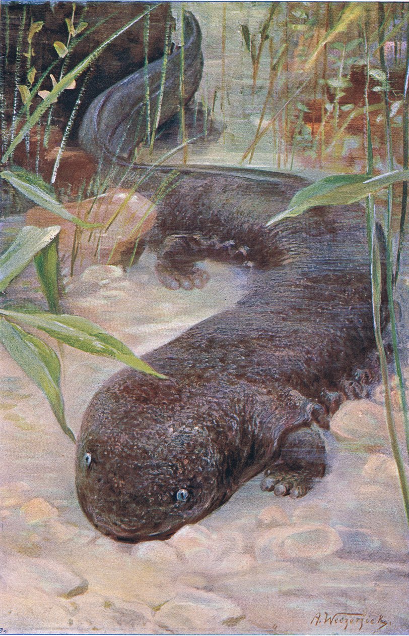 Giant Salamander, z Wildlife of the World vydaný Frederick Warne & Co, kolem roku 1900 od Wilhelm Kuhnert