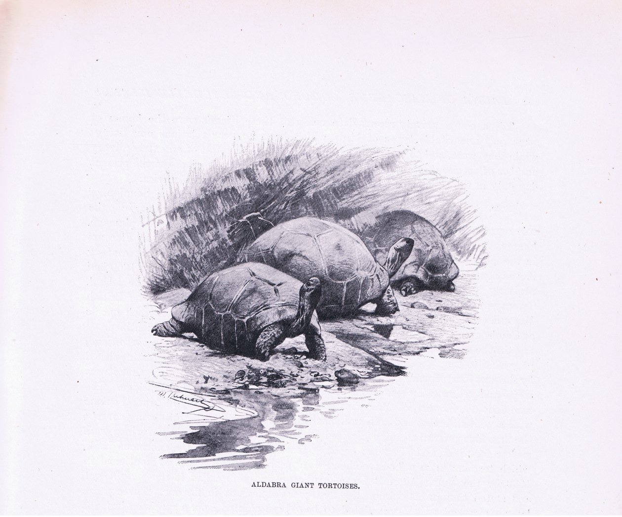 Giant Tortoises, ilustrace z Wildlife of the World, c.1910 od Wilhelm Kuhnert