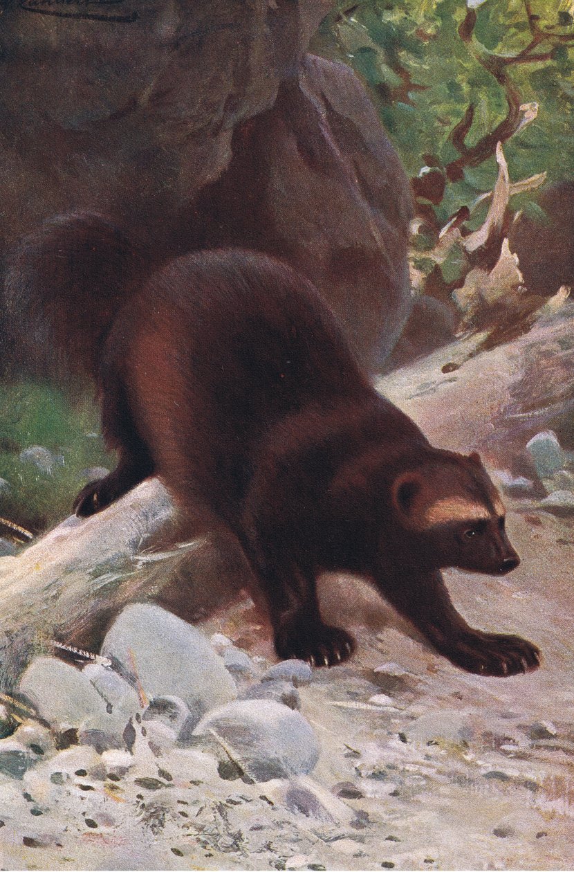 Glutton or Wolverine, z Wildlife of the World vydané Frederick Warne & Co, kolem roku 1900 od Wilhelm Kuhnert