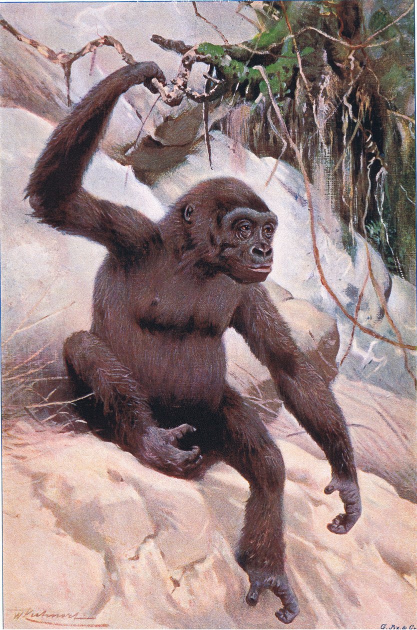 Gorila, ilustrace z Wildlife of the World, kolem roku 1910 od Wilhelm Kuhnert