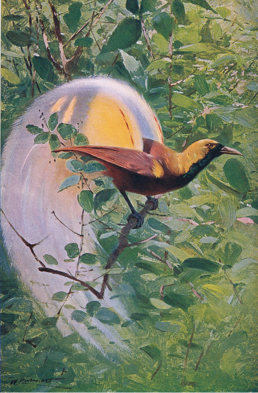 Great Bird of Paradise, ilustrace z Wildlife of the World, c.1910 od Wilhelm Kuhnert