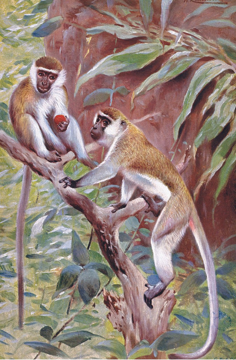 Zelená opice, ilustrace z publikaceWildlife of the World, cca 1910 od Wilhelm Kuhnert