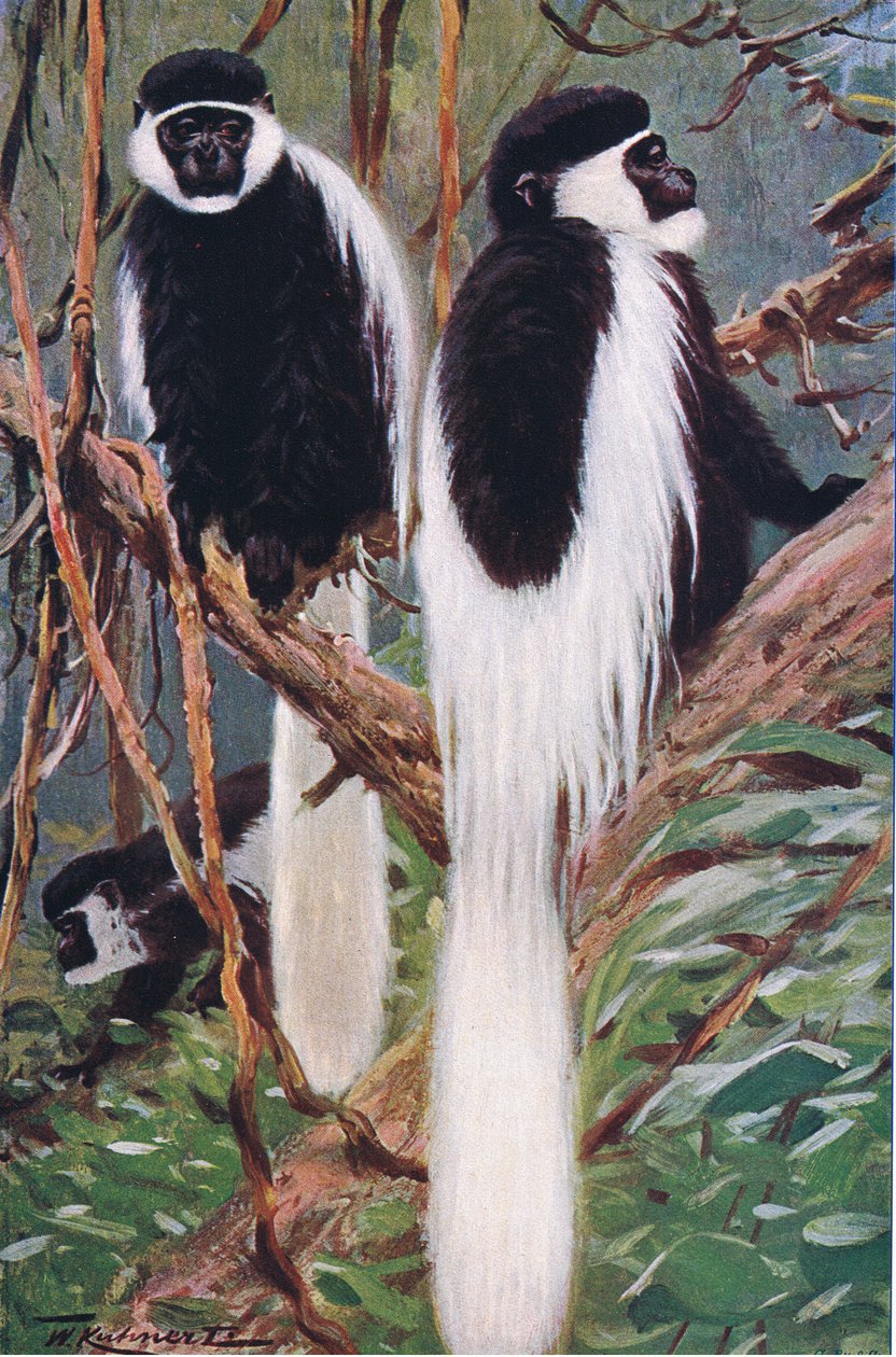 Guereza, ilustrace z knihyDivoká zvířata světa, cca 1910 od Wilhelm Kuhnert