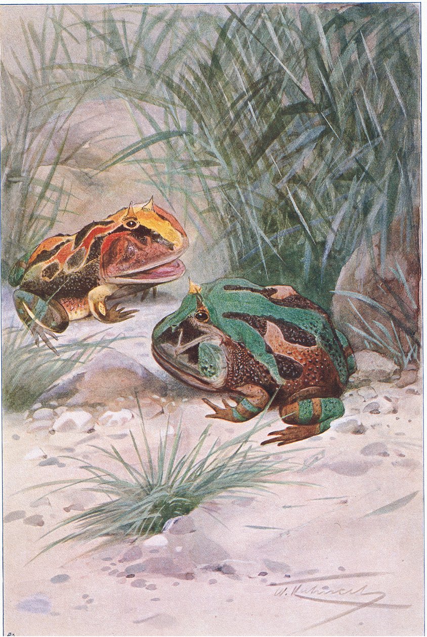 Rohatá žába, z Wildlife of the World vydané Frederick Warne & Co, c.1900 od Wilhelm Kuhnert