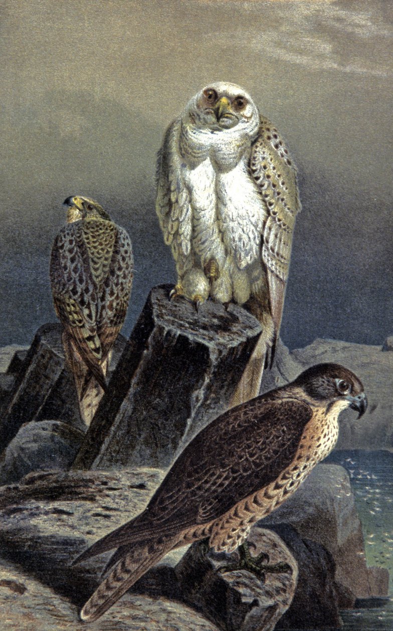 Hunting Falcon, kolem roku 1910 (ilustrace) od Wilhelm Kuhnert