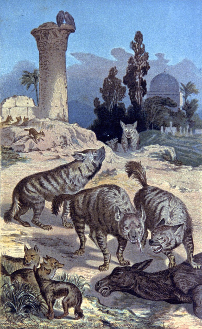 Hyena od Wilhelm Kuhnert