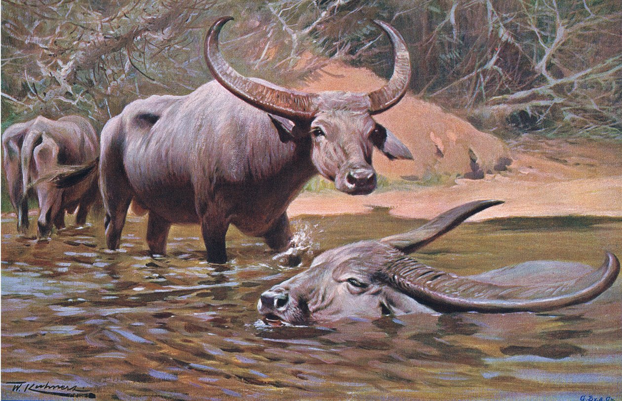 Indický Buffalo, z Wildlife of the World vydané Frederick Warne & Co, c.1900 od Wilhelm Kuhnert