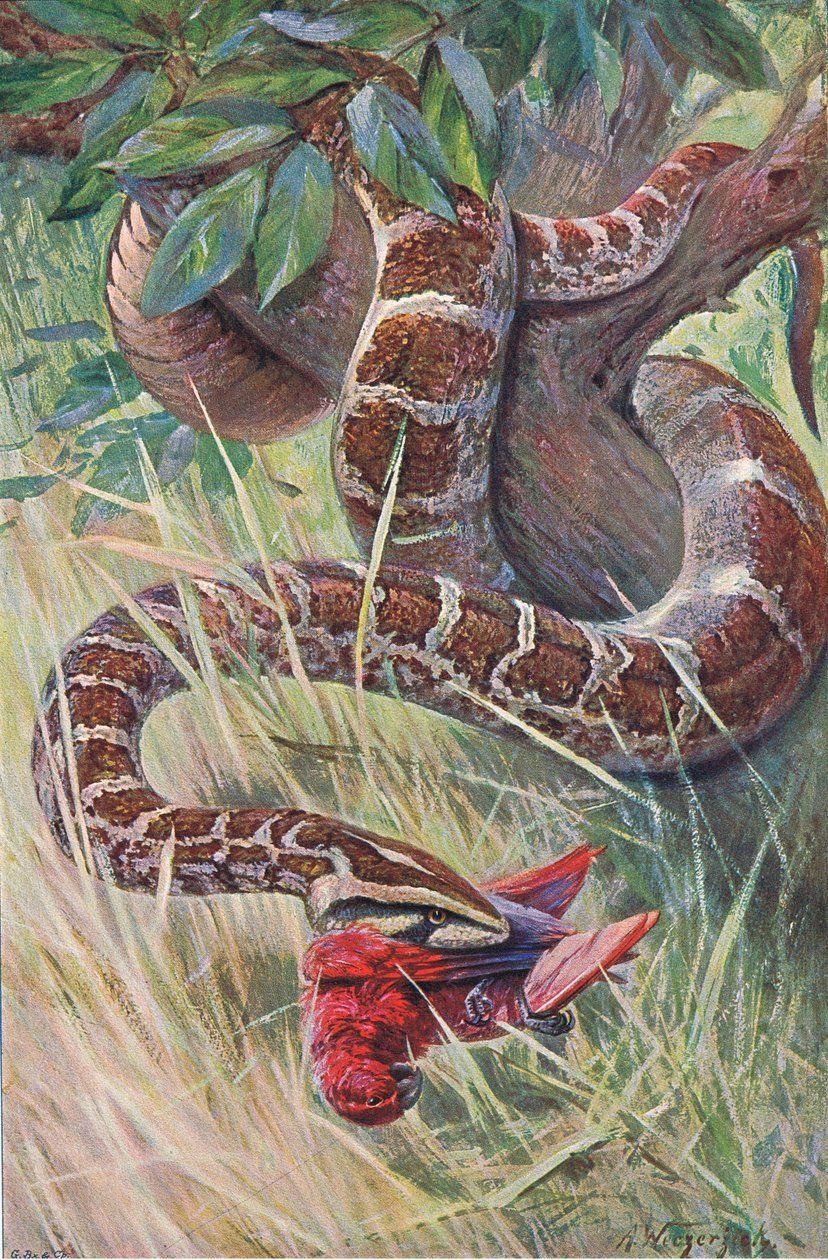 Python indická, z Wildlife of the World vydané Frederick Warne & Co, kolem roku 1900 od Wilhelm Kuhnert