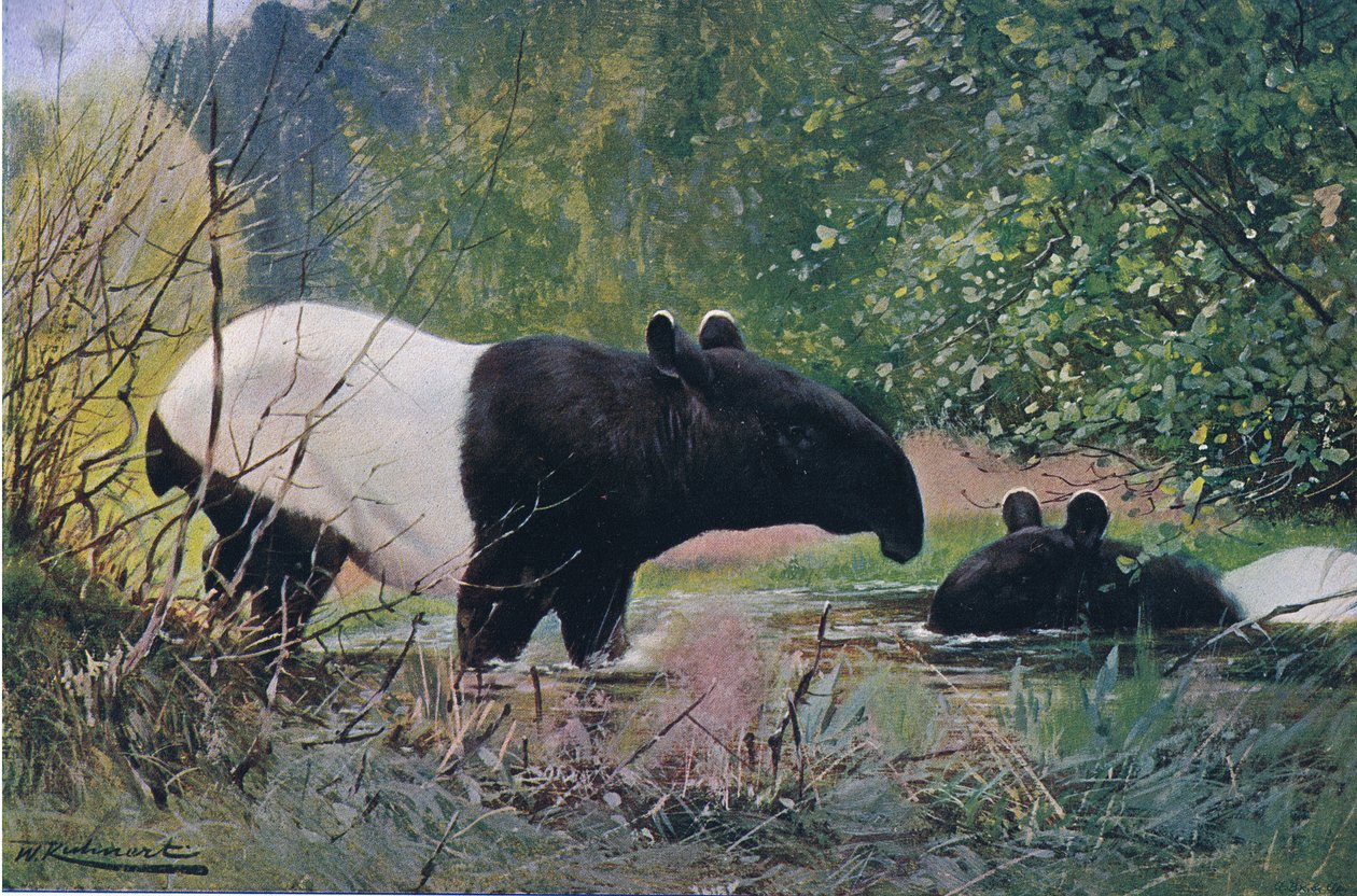 Indický tapír, z Wildlife of the World vydané Frederick Warne & Co, c.1900 od Wilhelm Kuhnert
