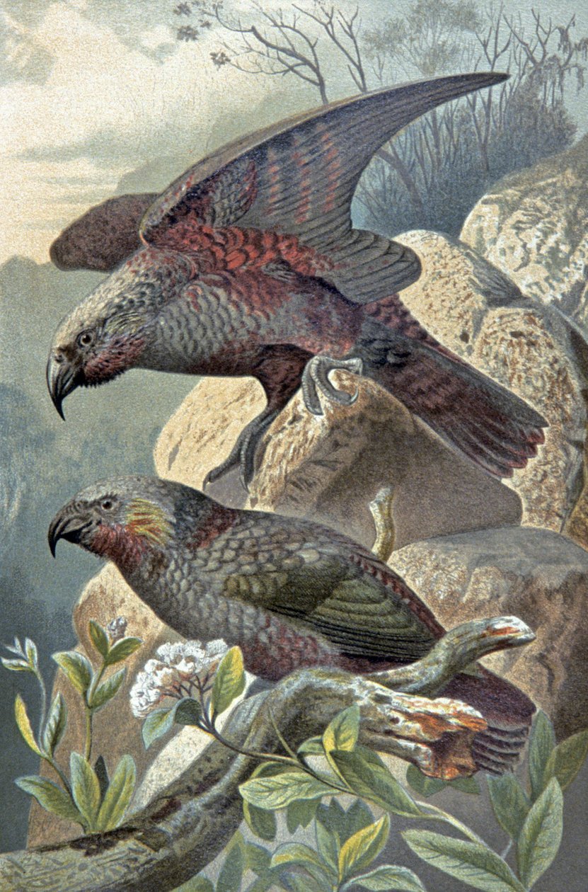 Kea, pozoruhodný Nestor, kolem roku 1910 (ilustrace) od Wilhelm Kuhnert