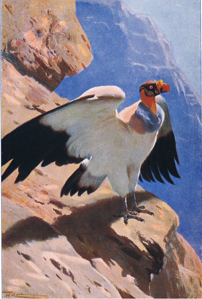 King Vulture, z Wildlife of the World vydané nakladatelstvím Frederick Warne & Co, kolem roku 1900 od Wilhelm Kuhnert