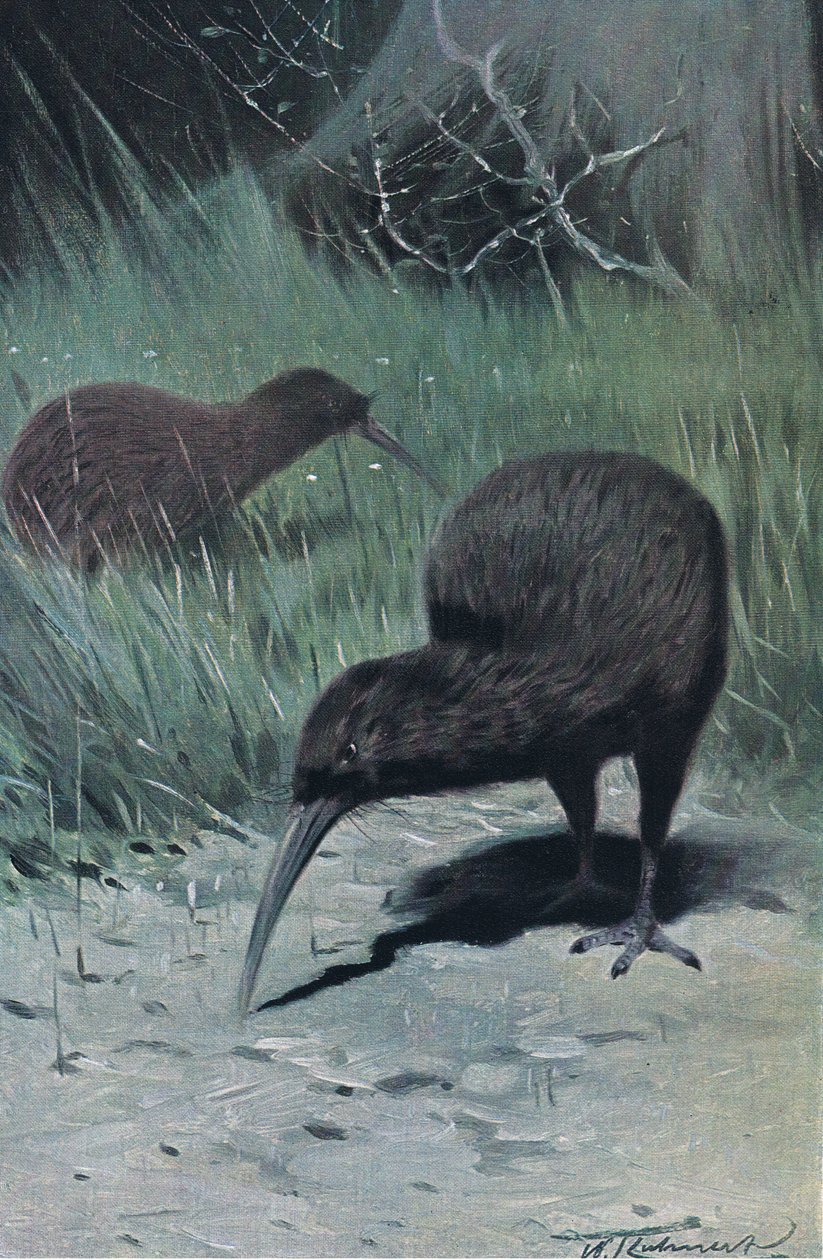 Kiwi, ilustrace z Wildlife of the World, c.1910 od Wilhelm Kuhnert