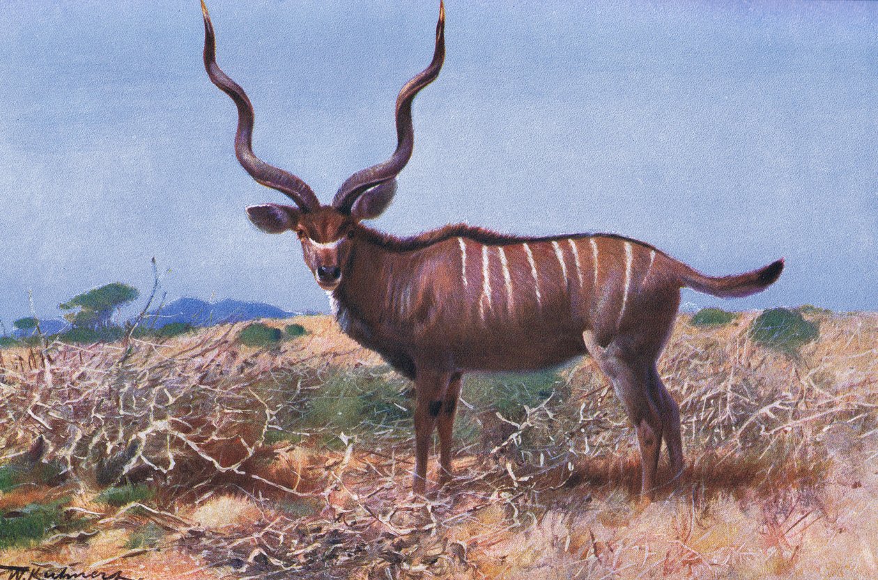 Kudu, ilustrace z Wildlife of the World, c.1910 od Wilhelm Kuhnert