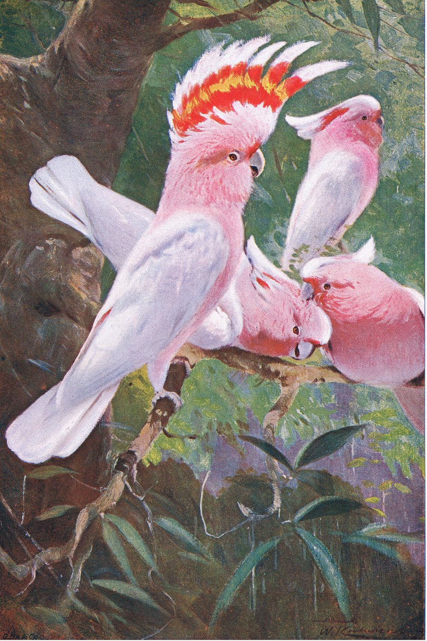 Leadbeaters Cockatoo, ilustrace z Wildlife of the World, kolem roku 1910 od Wilhelm Kuhnert