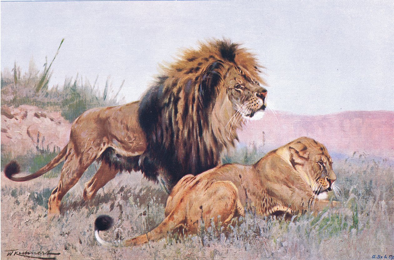 Lev a lvice, ilustrace z Wildlife of the World, c.1910 od Wilhelm Kuhnert