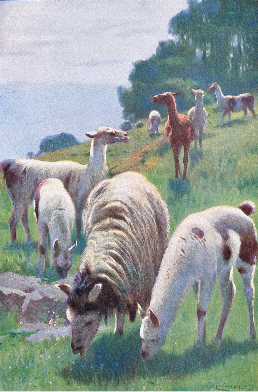 Llama, z Wildlife of the World vydané Frederick Warne & Co, c.1900 od Wilhelm Kuhnert