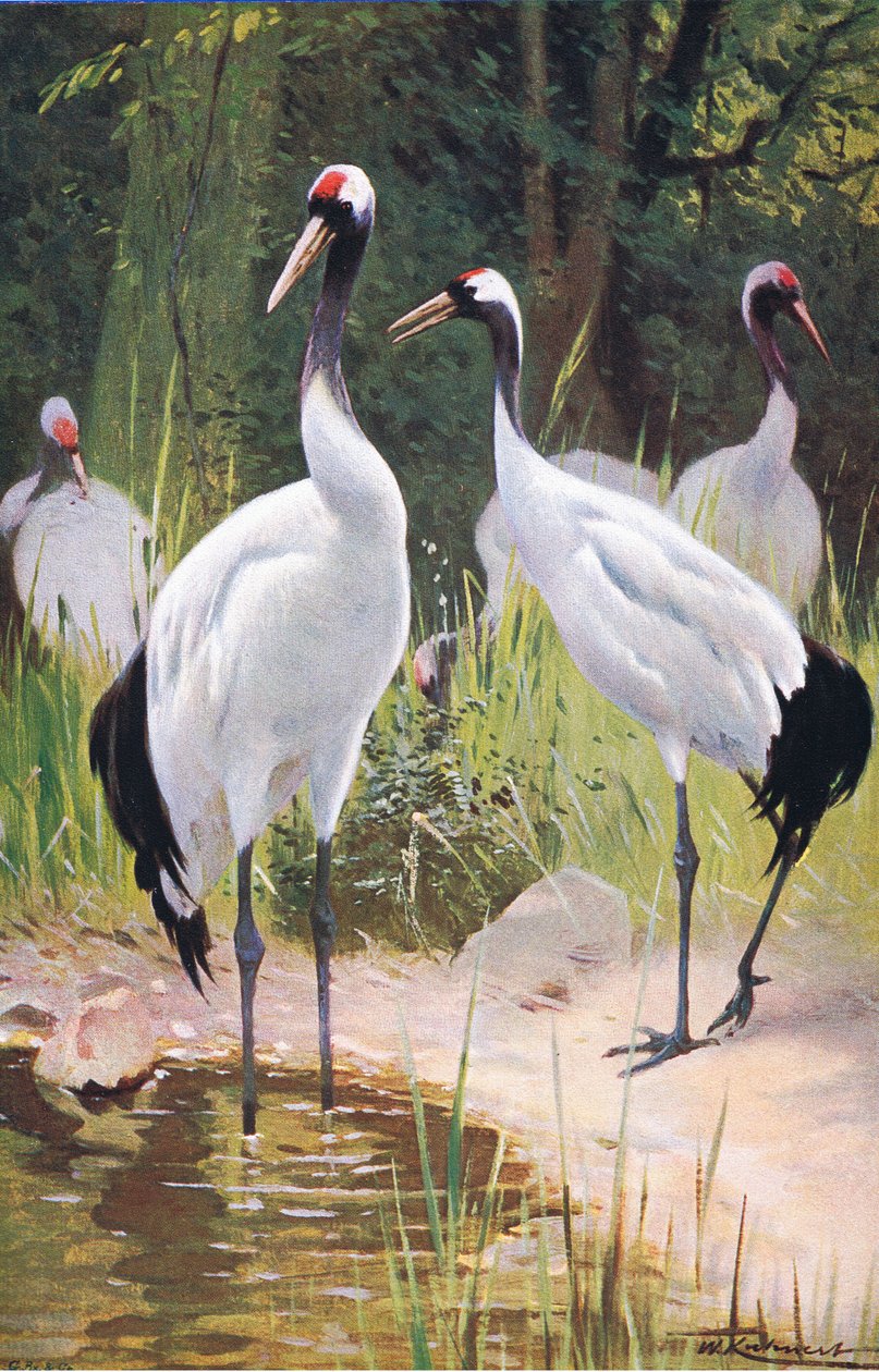 Manchurian Crane, z Wildlife of the World vydané Frederick Warne & Co, kolem roku 1900 od Wilhelm Kuhnert