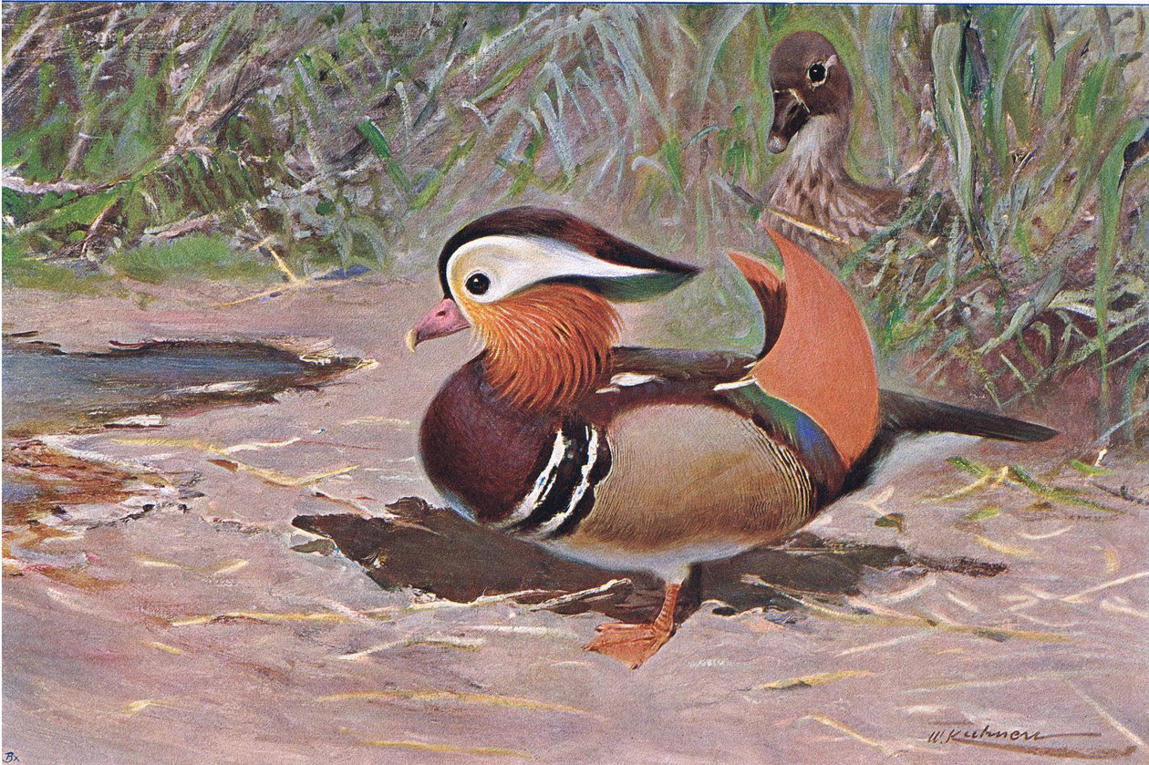 Mandarin Duck, z Wildlife of the World vydané Frederick Warne & Co, kolem roku 1900 od Wilhelm Kuhnert