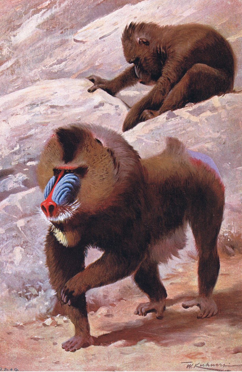 Mandril, ilustrace z publikaceWildlife of the World, cca 1910 od Wilhelm Kuhnert