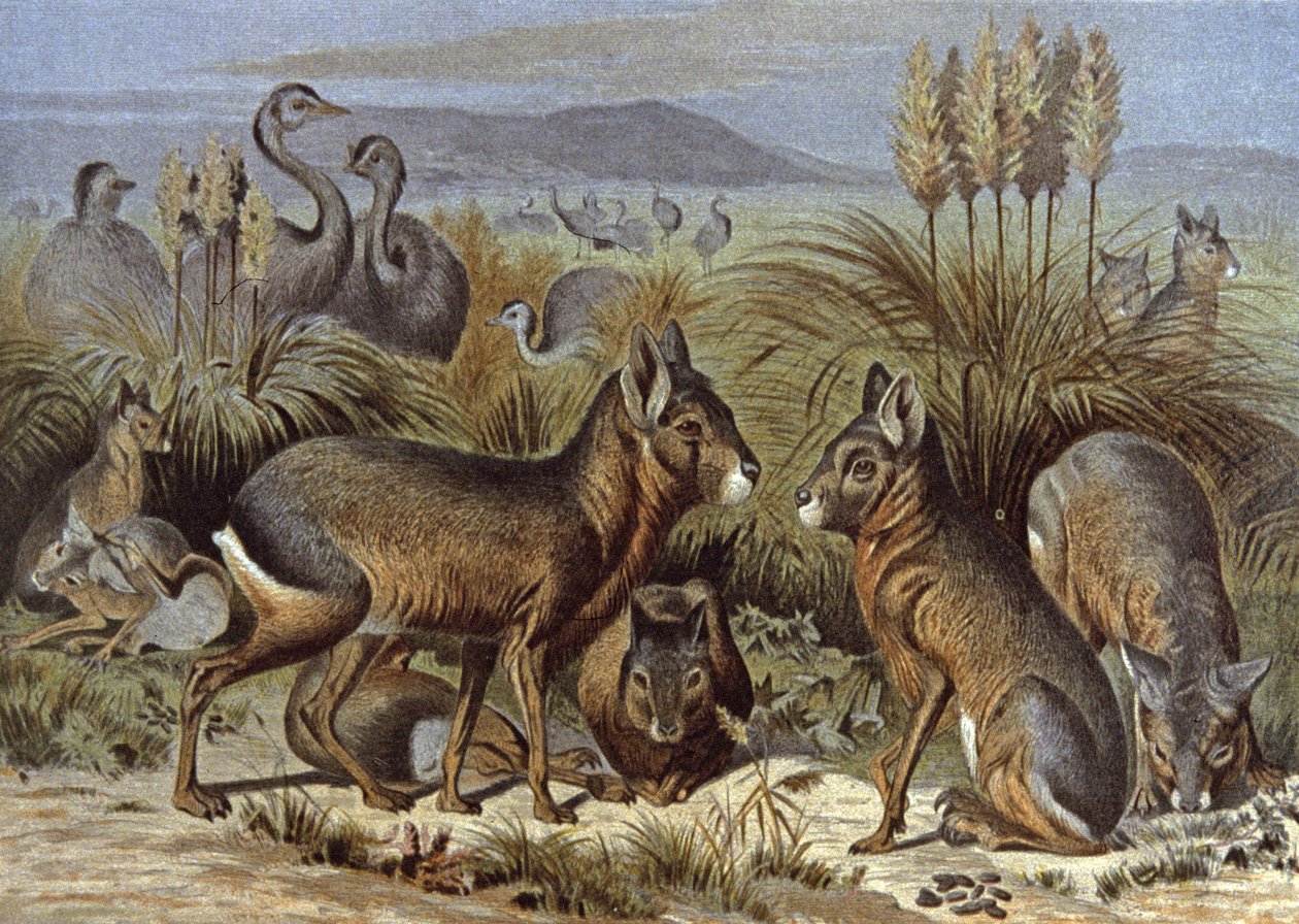 Mara nebo Patagonia Hare od Wilhelm Kuhnert