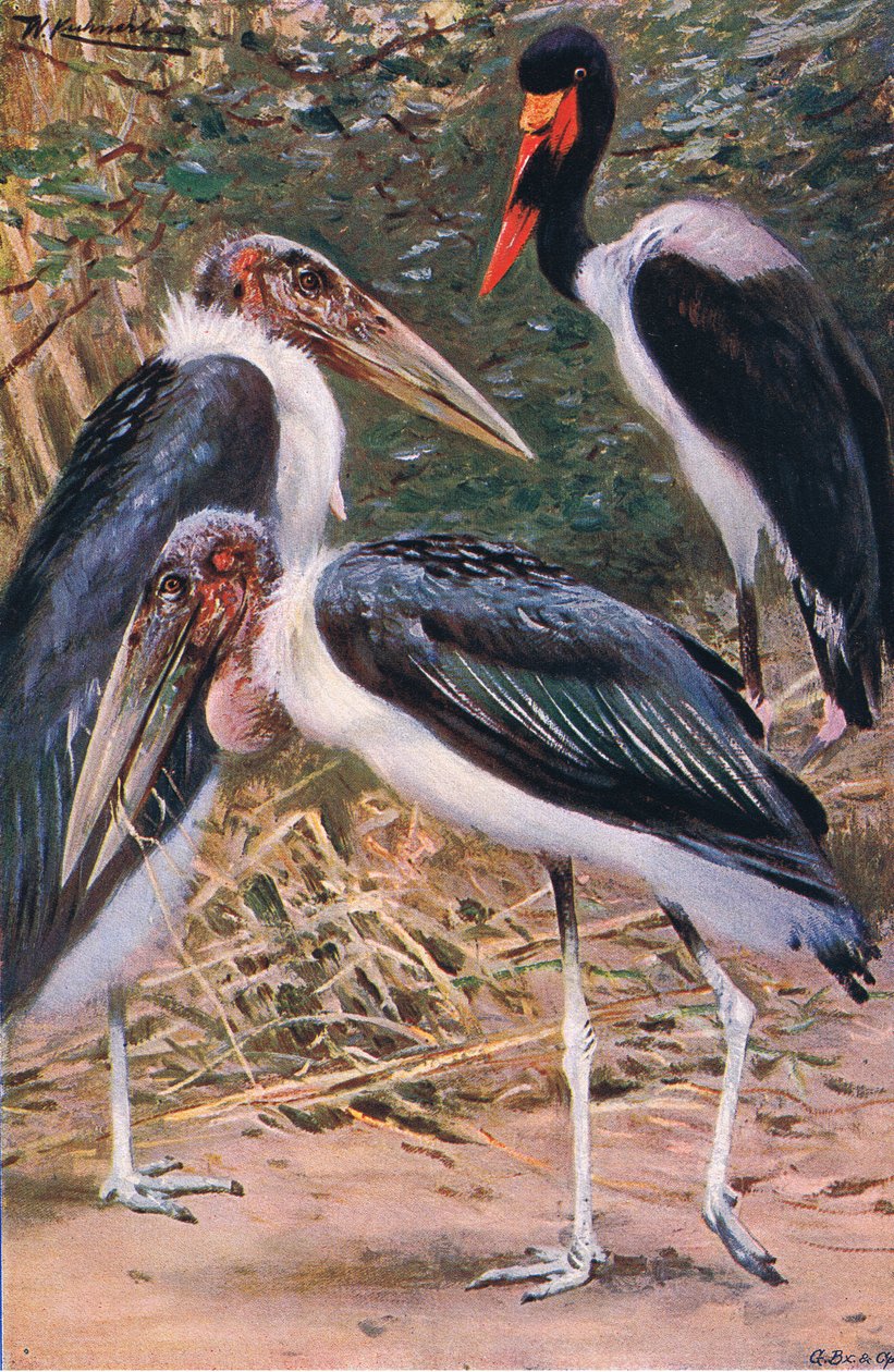 Marabou a Jabiru, ilustrace z Wildlife of the World, c.1910 od Wilhelm Kuhnert