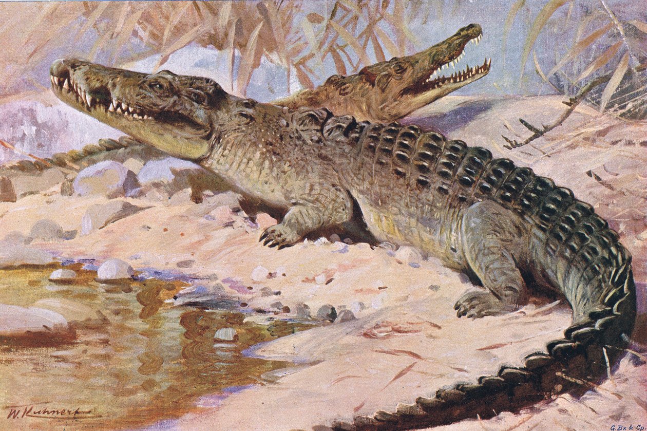 Krokodýl nilský, ilustrace z Wildlife of the World, kolem roku 1910 od Wilhelm Kuhnert