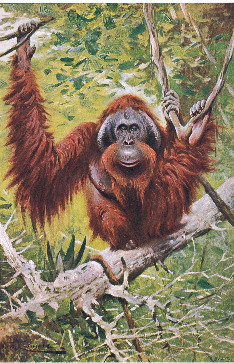 Orang, z Wildlife of the World vydané Frederick Warne & Co, kolem roku 1900 od Wilhelm Kuhnert