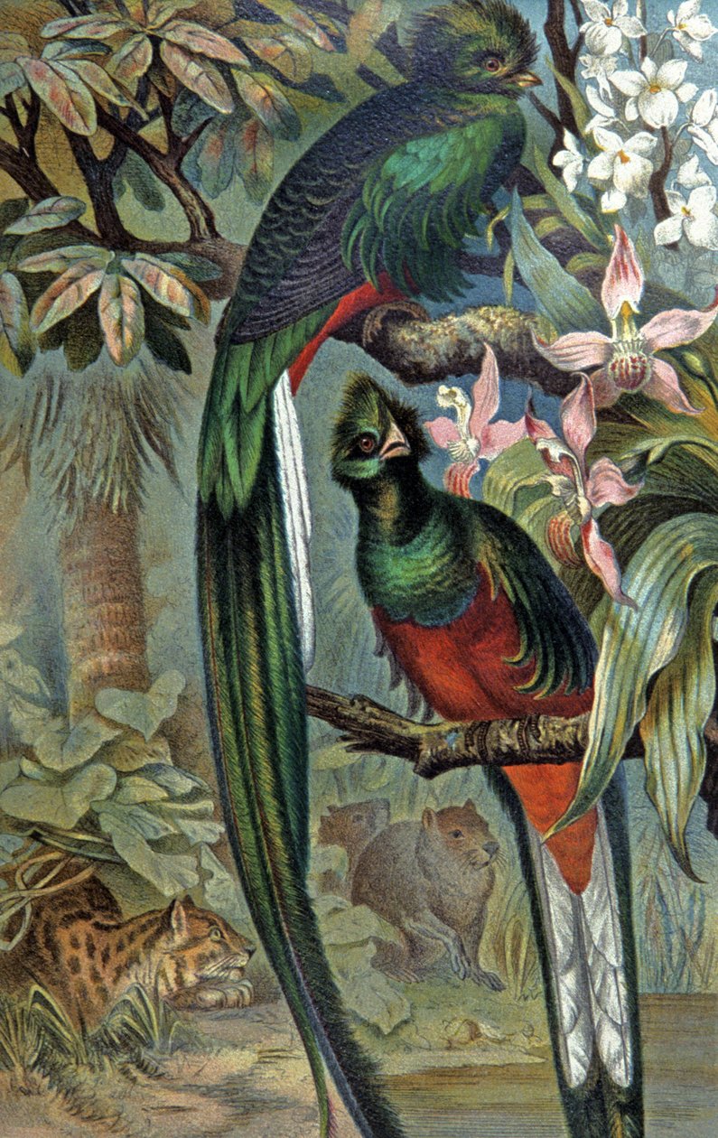 Quetzal kiiltävä, n. 1910 (kuva) od Wilhelm Kuhnert