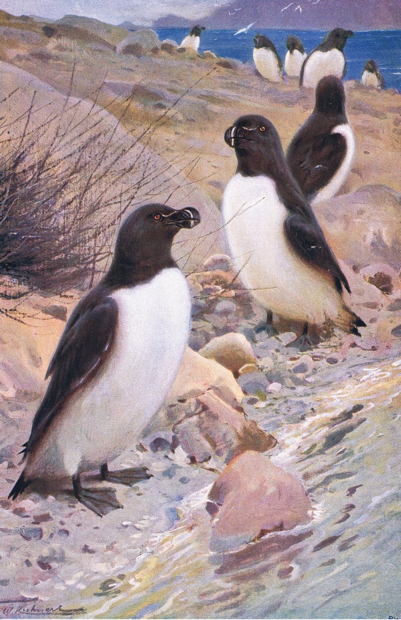 Razorbill, z Wildlife of the World vydané Frederick Warne & Co, c.1900 od Wilhelm Kuhnert