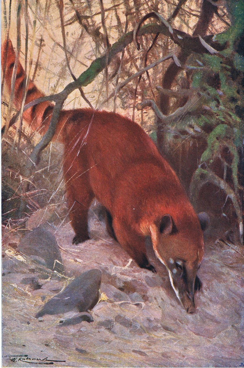 Red Coati, z Wildlife of the World vydané Frederick Warne & Co, c.1900 od Wilhelm Kuhnert