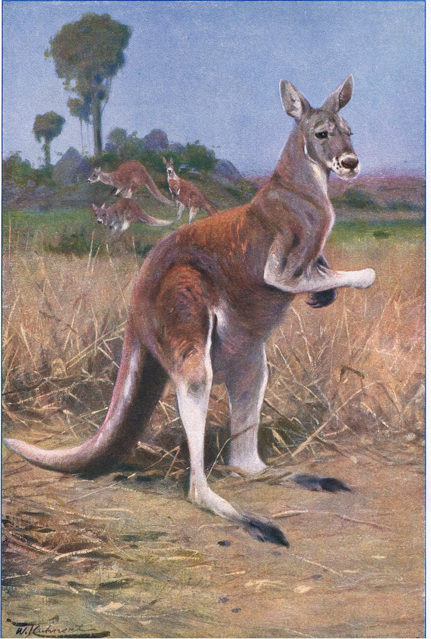 Red Kangaroo, ilustrace z Wildlife of the World, c.1910 od Wilhelm Kuhnert