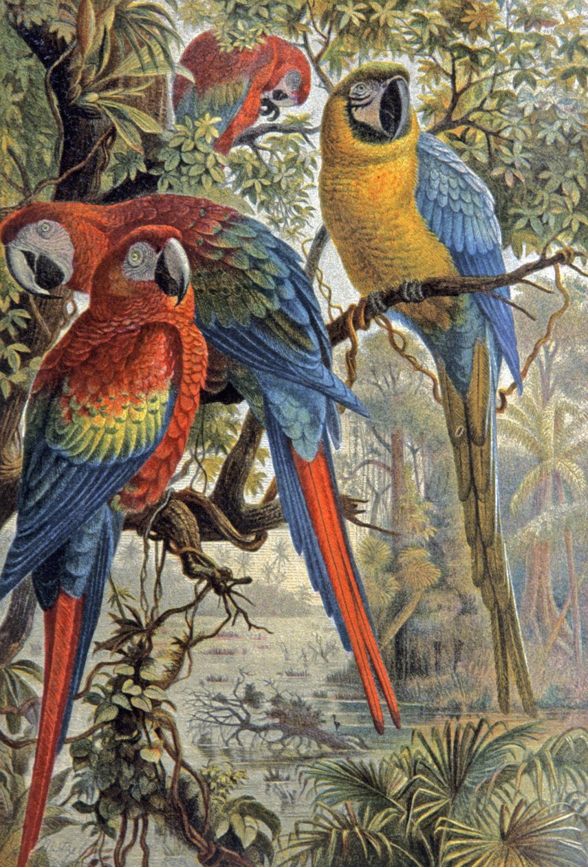 Punaiset papukaijat, n. 1910 (kuva) od Wilhelm Kuhnert