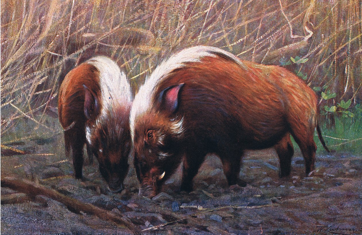 River Hog, ilustrace z Wildlife of the World, kolem roku 1910 od Wilhelm Kuhnert