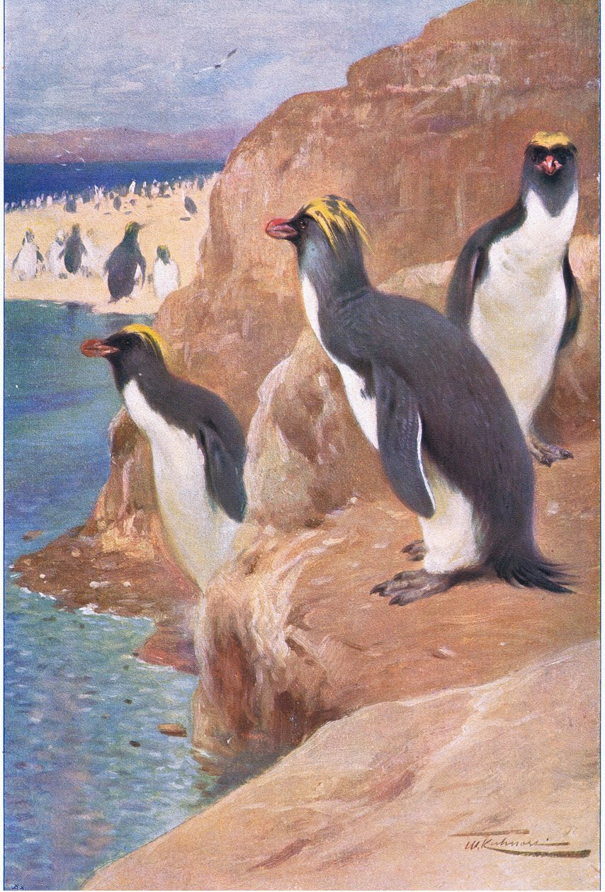 Rock Penguin, ilustrace z Wildlife of the World, c.1910 od Wilhelm Kuhnert