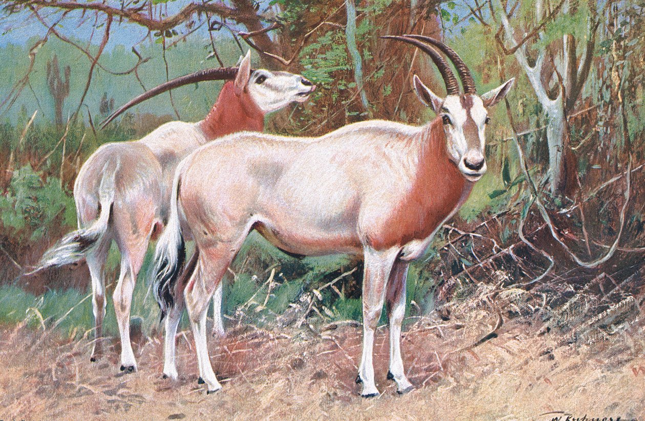 Sobolí antilopa, ilustrace z Wildlife of the World, c.1910 od Wilhelm Kuhnert