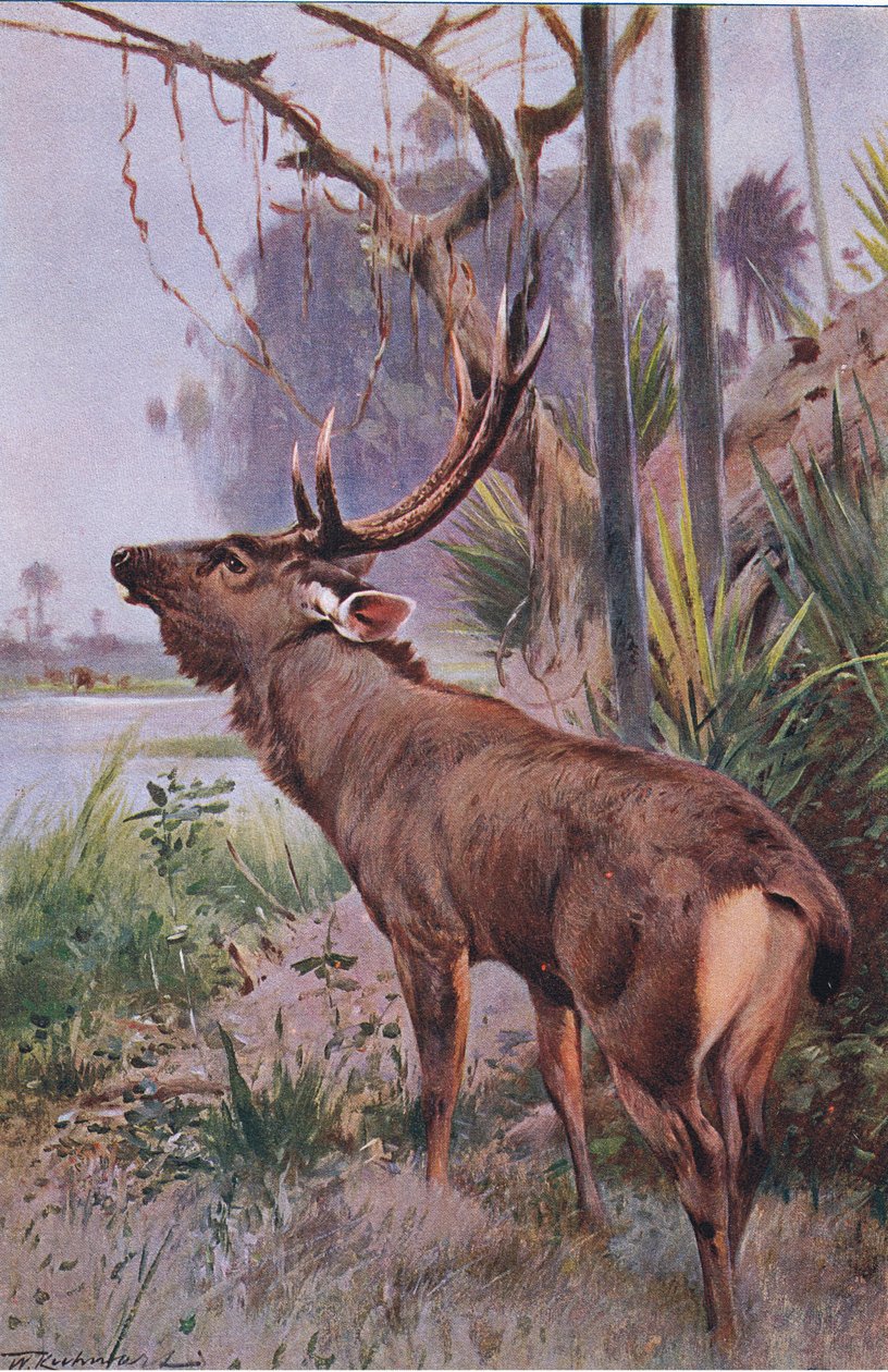 Sambar, z Wildlife of the World vydané Frederick Warne & Co, c.1900 od Wilhelm Kuhnert
