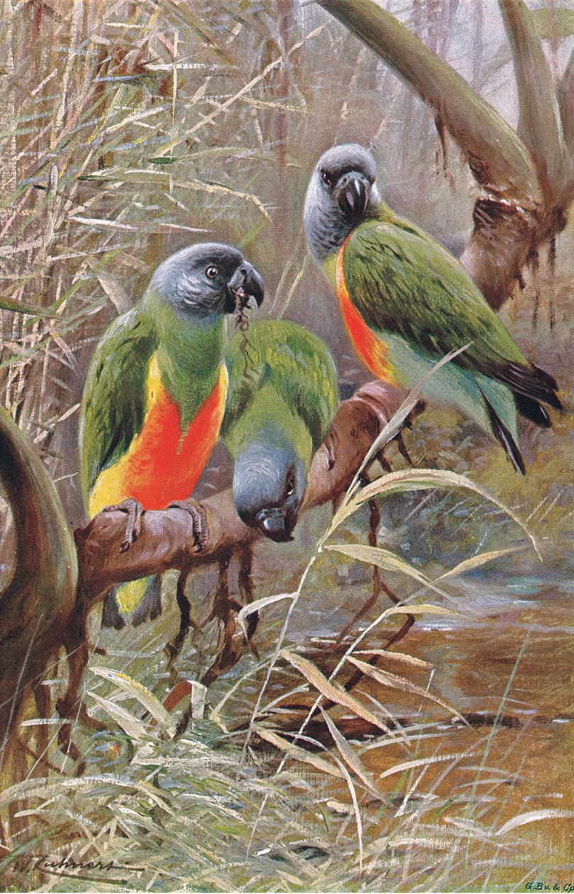 Senegalský papoušek, ilustrace z Wildlife of the World, c.1910 od Wilhelm Kuhnert