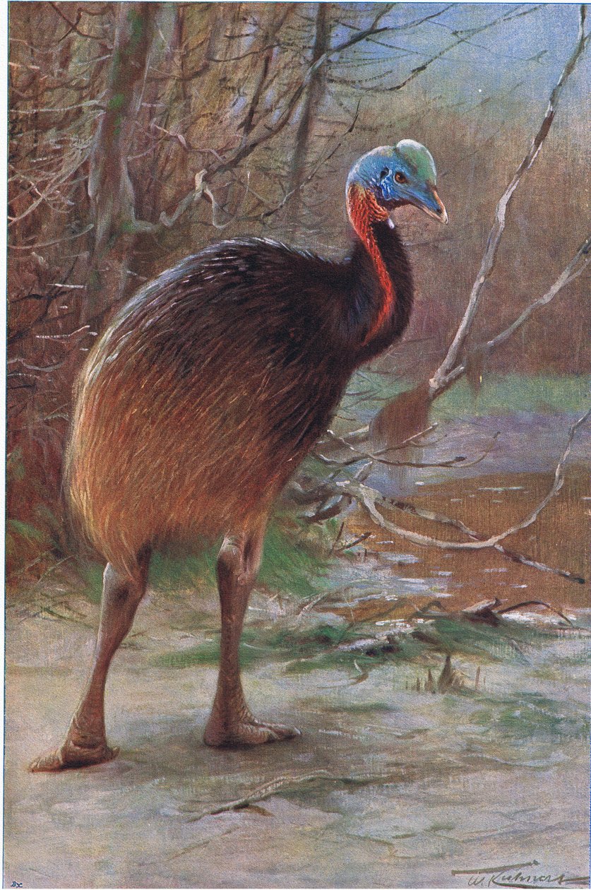 Single Wattled Cassowary, ilustrace z Wildlife of the World, c.1910 od Wilhelm Kuhnert