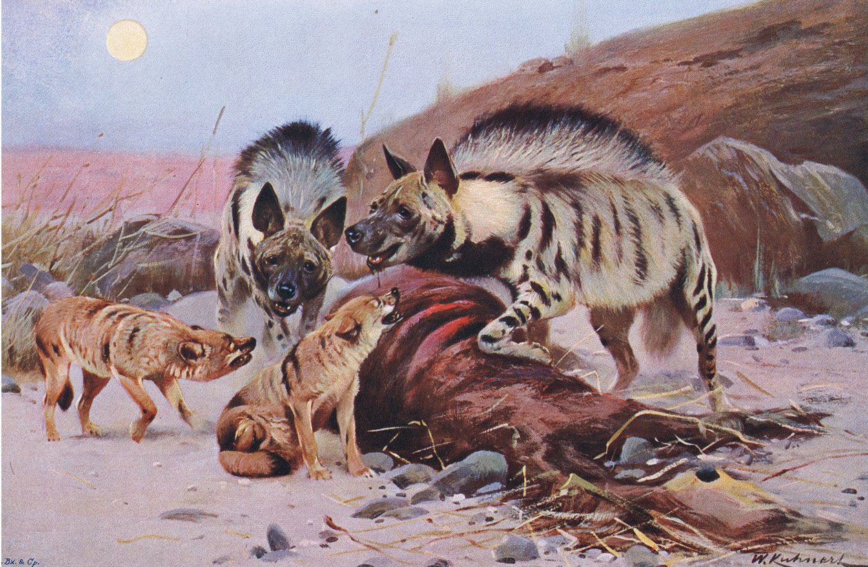 Pruhovaná hyena a šakal, z Wildlife of the World vydané Frederick Warne & Co, kolem roku 1900 od Wilhelm Kuhnert