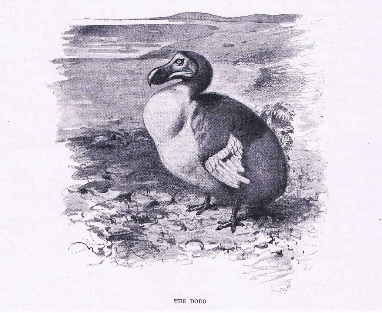 The Dodo, ilustrace z Wildlife of the World, c.1910 od Wilhelm Kuhnert