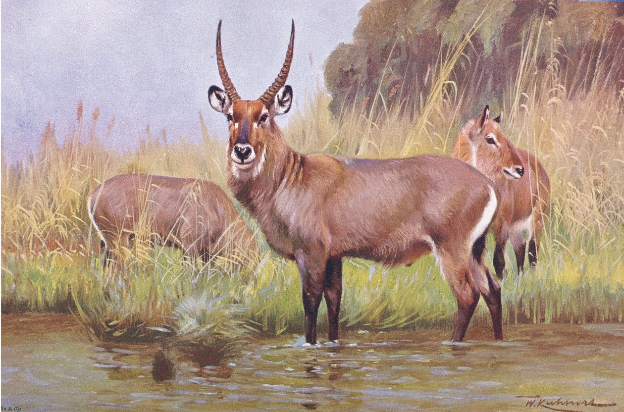 Water Buck, ilustrace z Wildlife of the World, c.1910 od Wilhelm Kuhnert