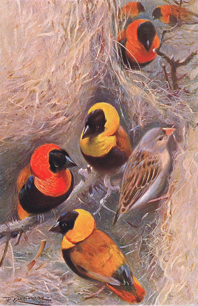 Weaver Birds, ilustrace z Wildlife of the World, c.1910 od Wilhelm Kuhnert