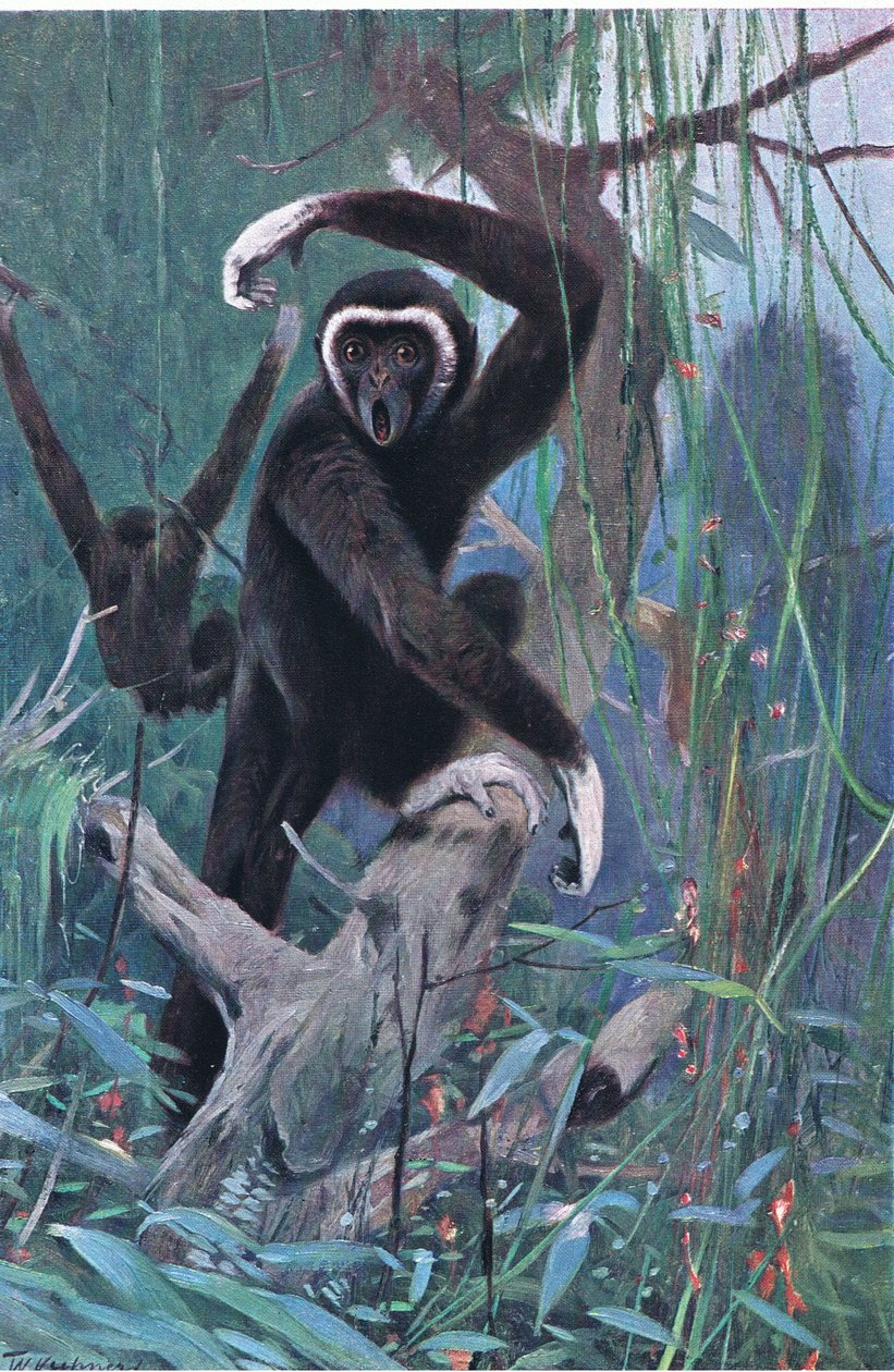 White-Handed Gibbon, z Wildlife of the World vydané Frederick Warne & Co, kolem roku 1900 od Wilhelm Kuhnert