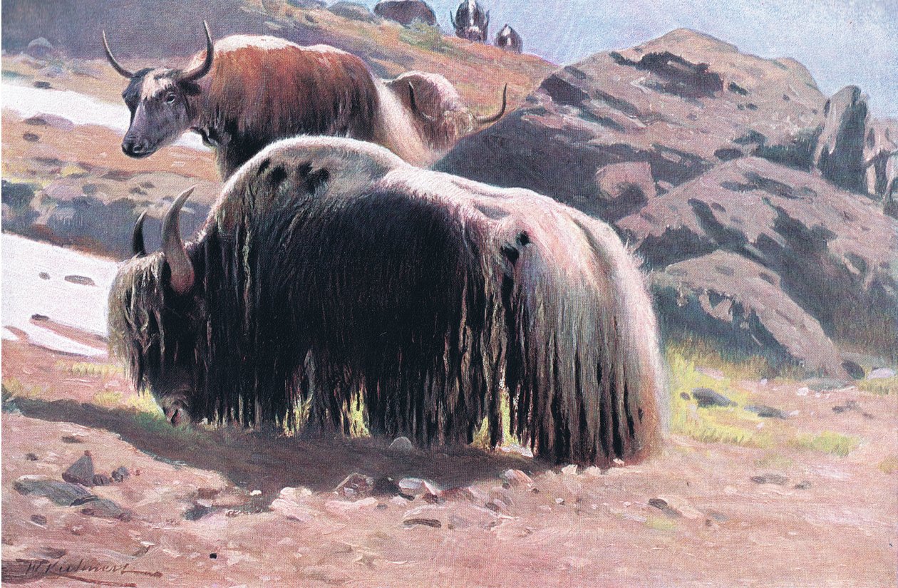 Yak, z Wildlife of the World vydané Frederick Warne & Co, c.1900 od Wilhelm Kuhnert
