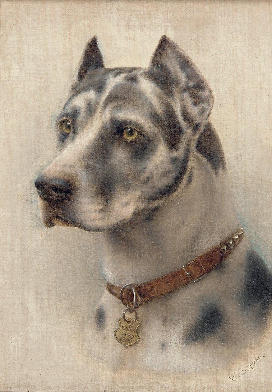 Hlava dobrmana (olej na plátně) od Wilhelm Schwar