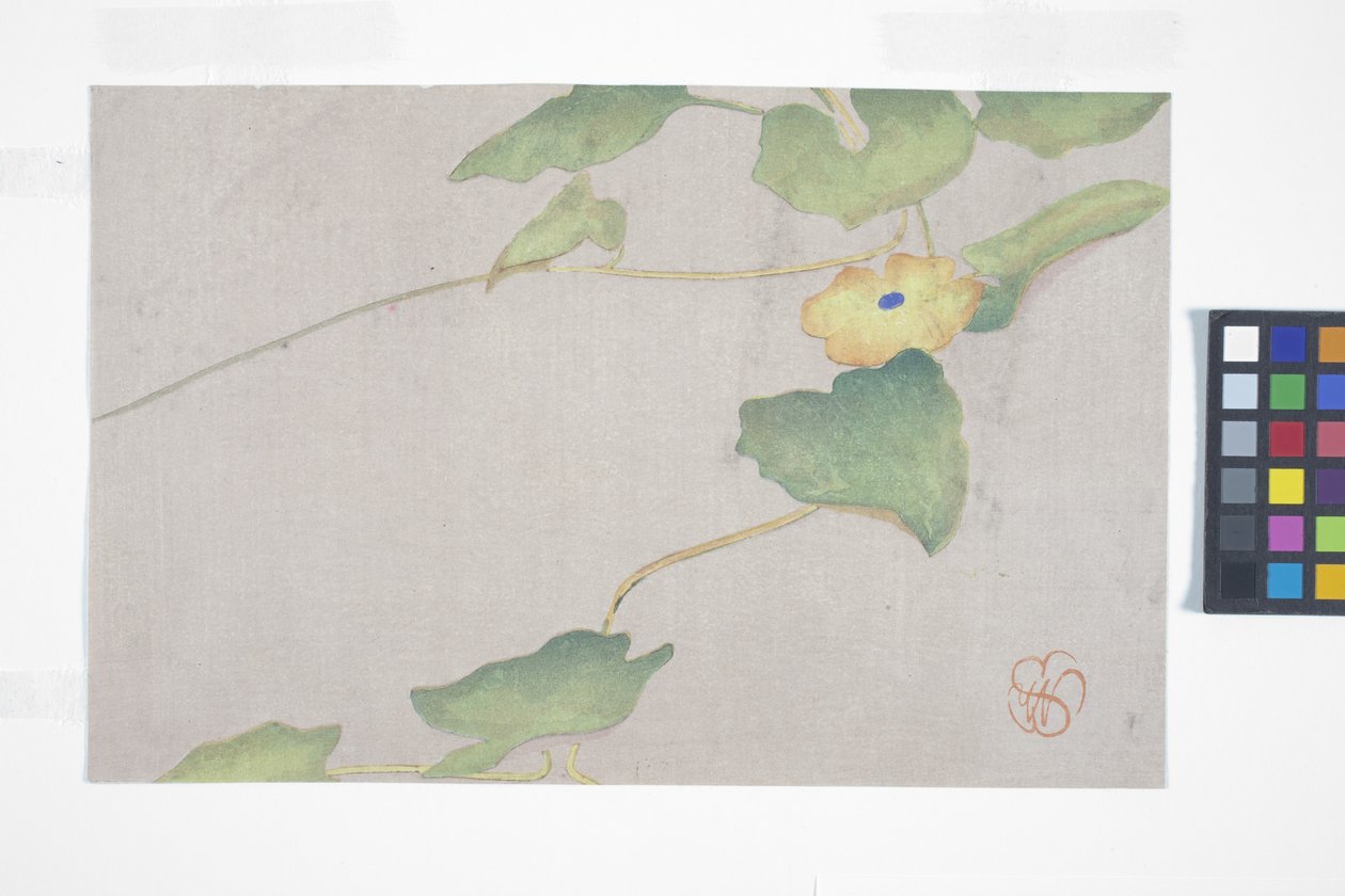 Flower Study, cca 1908 (barevný dřevořez) od Wilhelmina Seegmiller