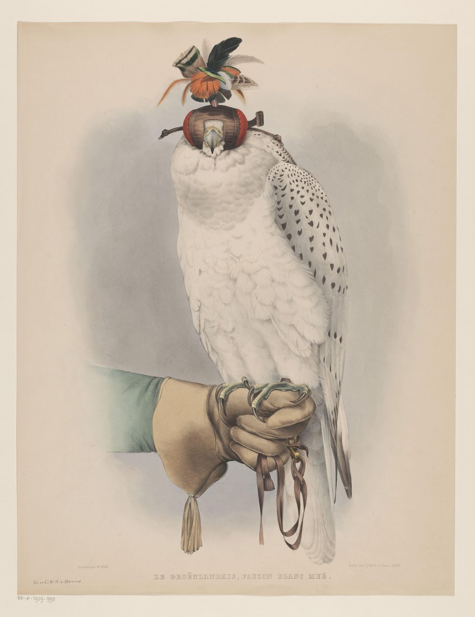 Bílý grónský sokol Le groënlandais, faucon blanc mué (titul na předmětu) od Willem Bastiaan van Wouw (possibly)