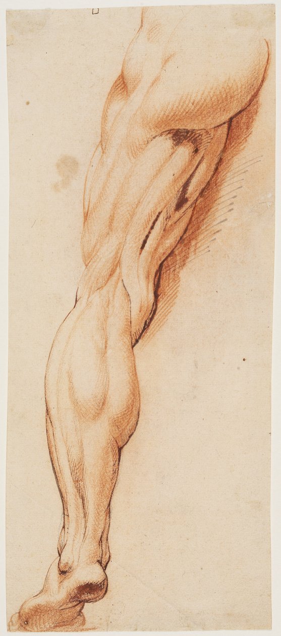 Anatomická studie (écorché). Mužova stažená levá noha při pohledu zezadu od Willem Panneels