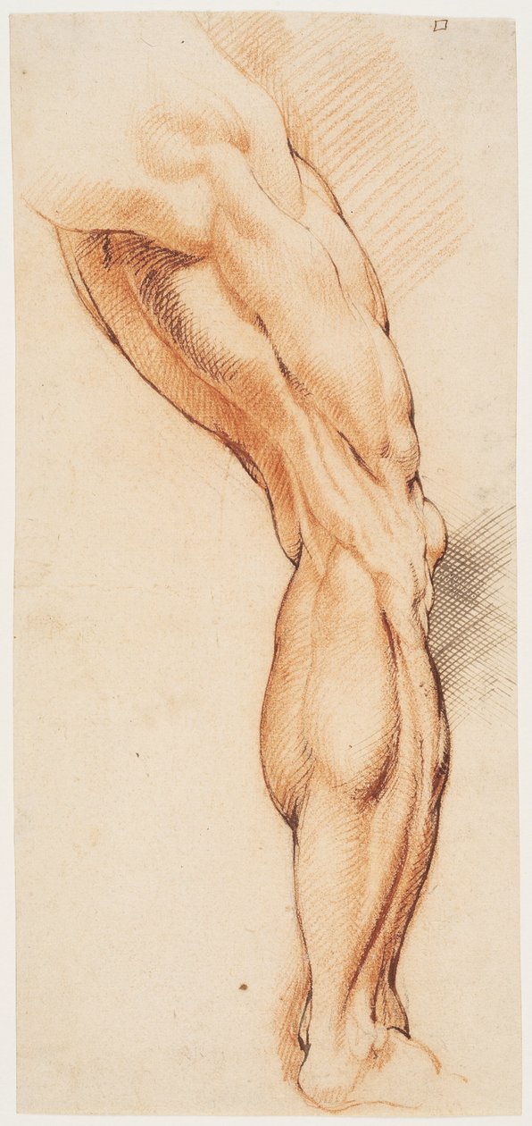 Anatomická studie (écorché). Mužova stažená pravá noha při pohledu zezadu otočená doprava od Willem Panneels