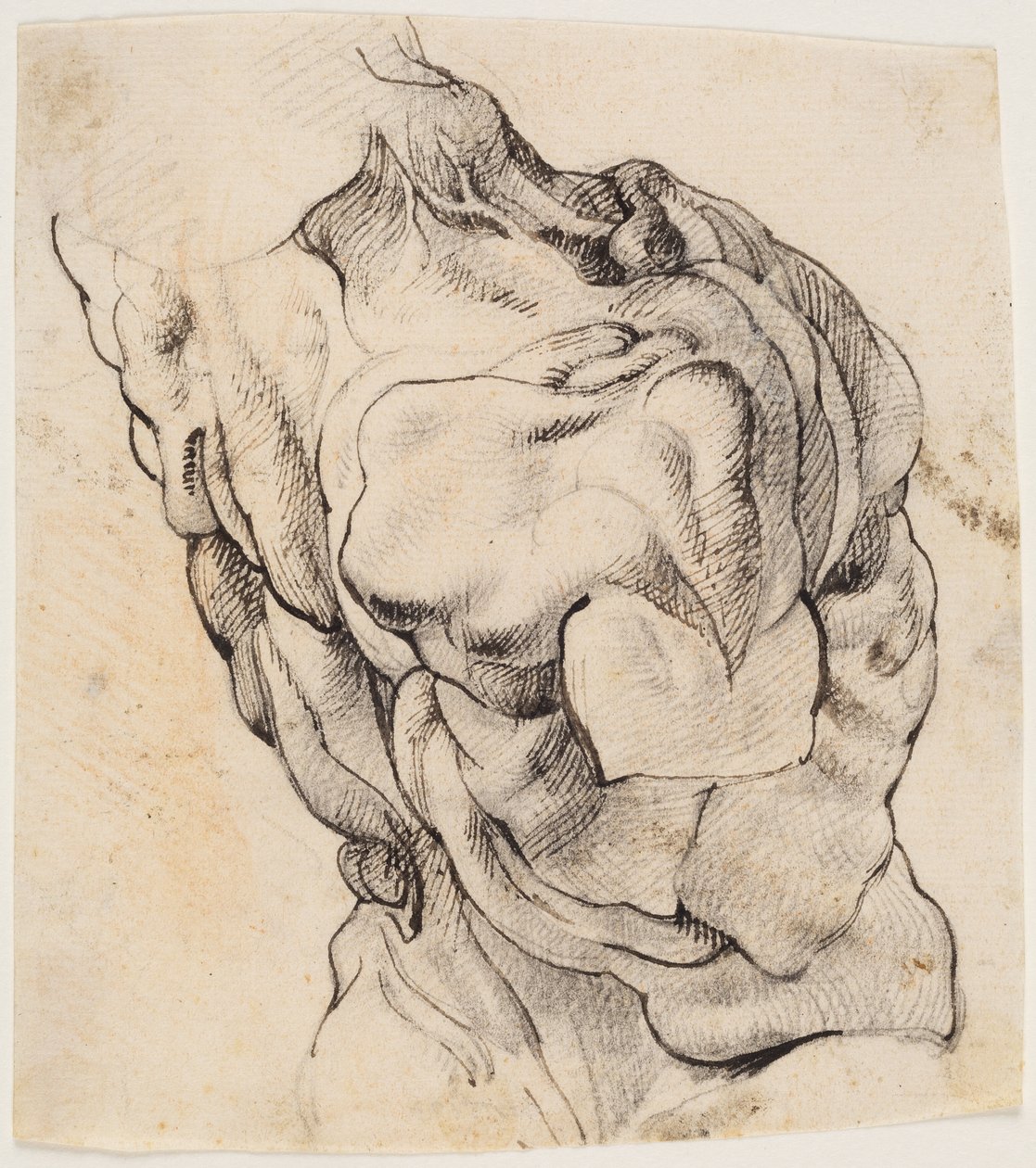 Anatomická studie (écorché). Torzo staženého muže viděné ze zadní poloviny otočené doprava od Willem Panneels